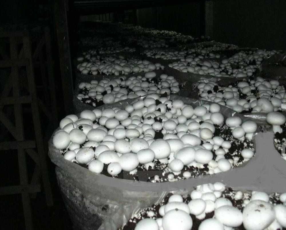 Передам опыт выращивания шам и продам блоки шампиньонов