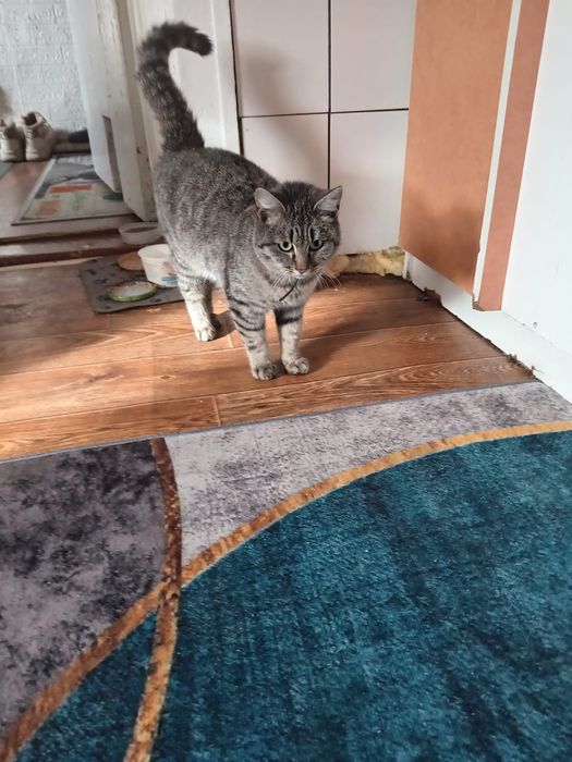 Отдам кошечку в добрые руки