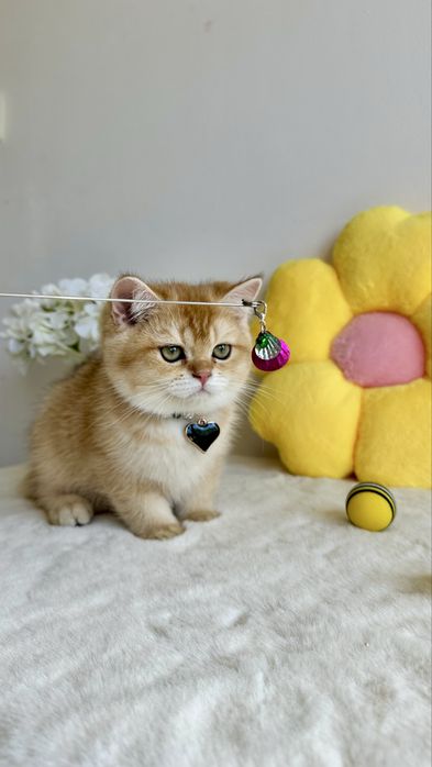 British Shorthair Chinchilla Gold - Baietel cu certificat pedigree