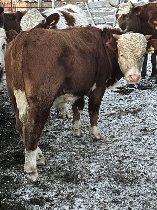 Продам подсос 20 голов