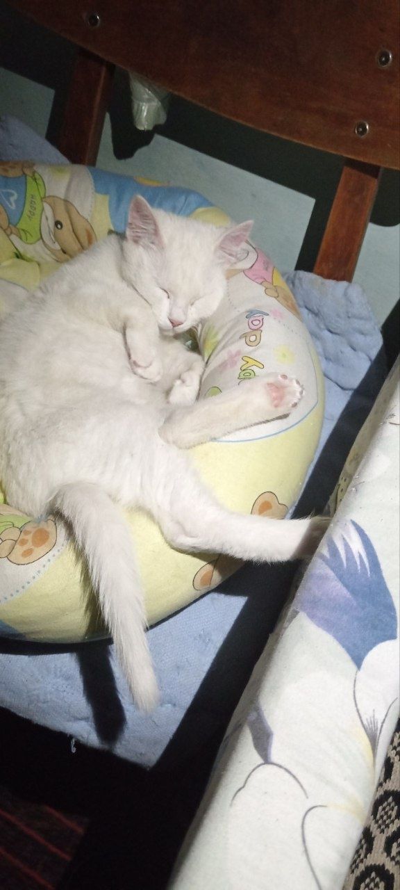 Mushuk mushuk кошка