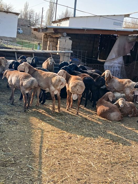 Арашан тоқты қошқарлар сатылады