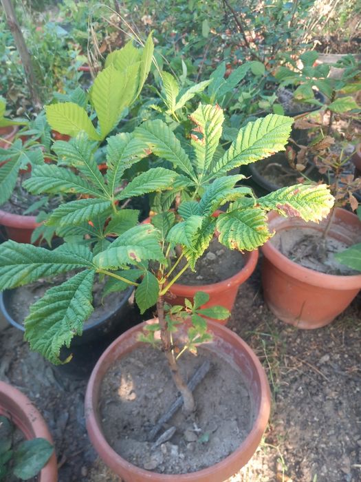 Vând puieți de castani la ghiveci  și arbori de mătase la ghiveci