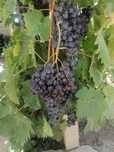 Vand struguri de vin rosioara