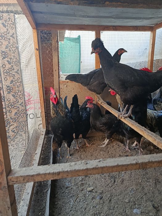 5 ойлик, зотлик қора хўроз ва товуқлар сотилади