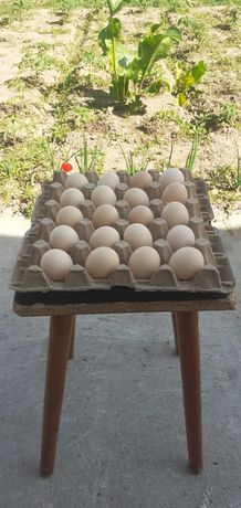 Инкубационные яйца Адлерской серебристой