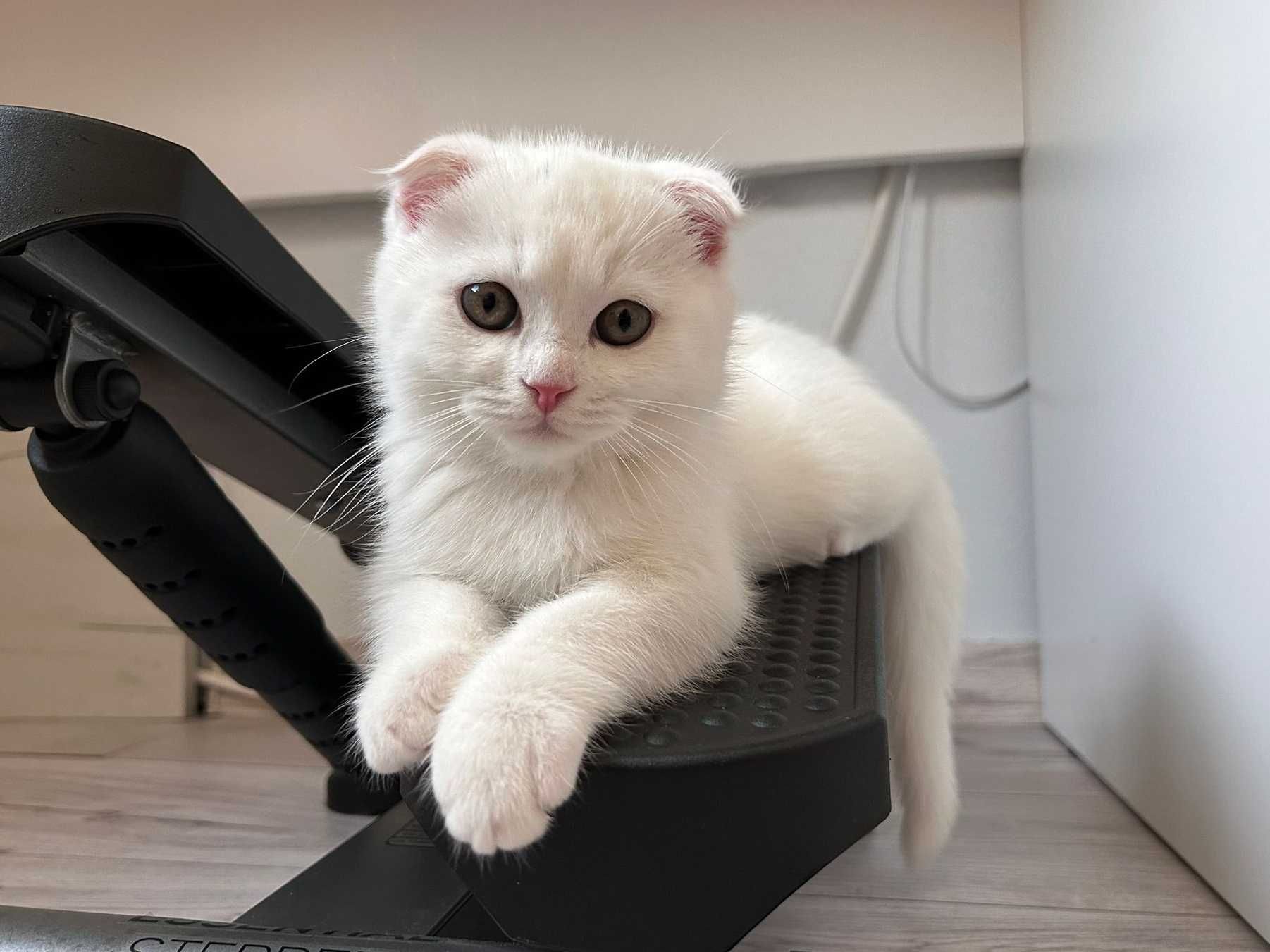 Scottish Fold cu acte Pedigree, motănel 2 luni