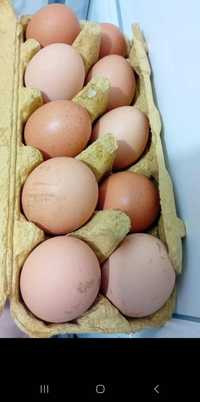 Vând ouă de găină