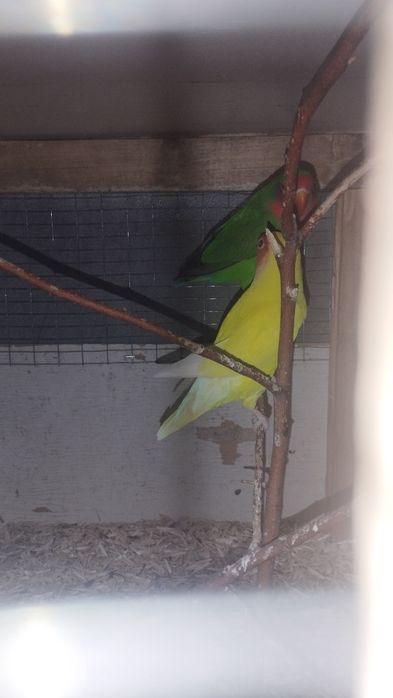 Nerazdushkala sotiladi (qafasam)