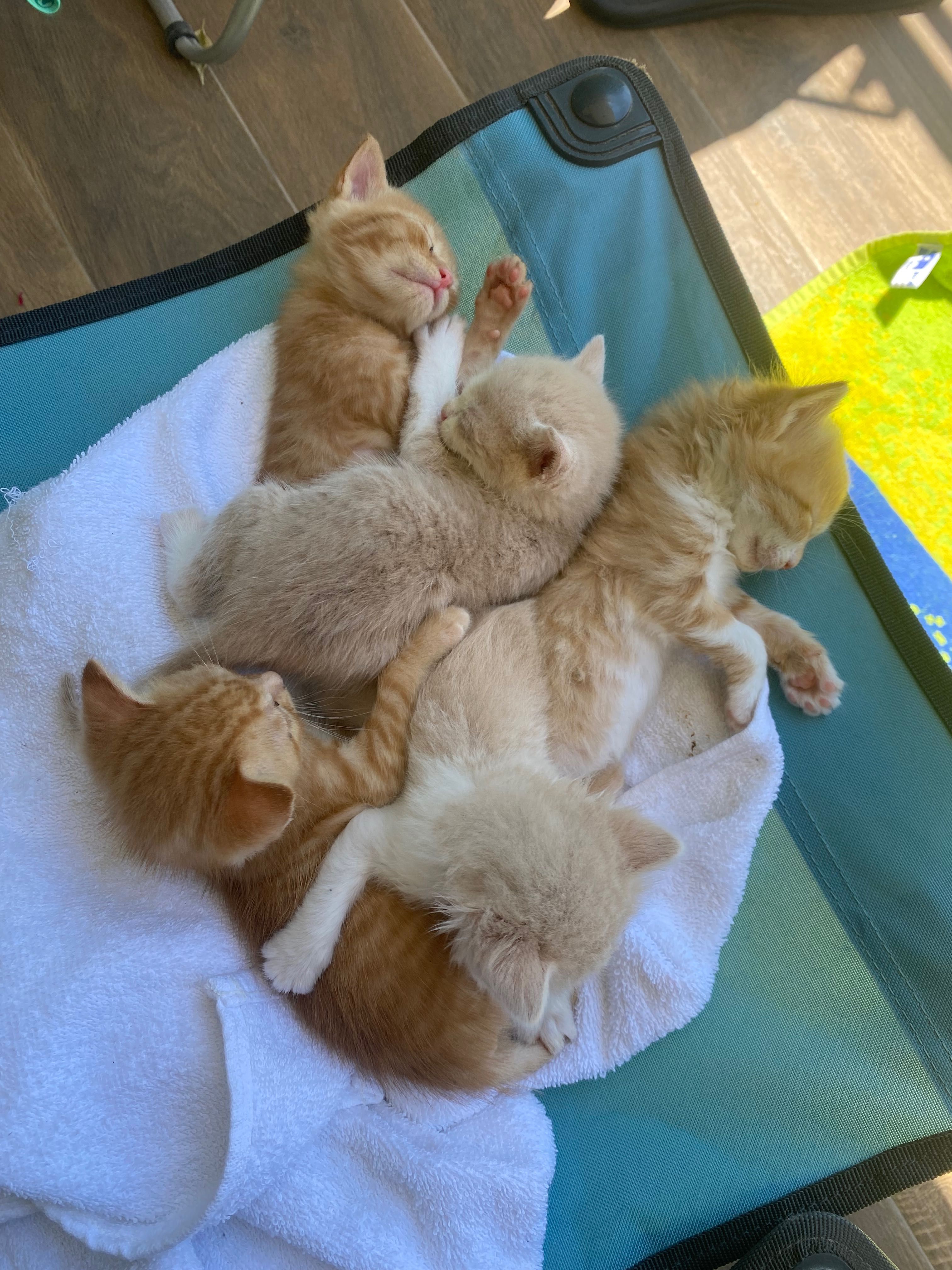 ПОДАРЯВАМ 5 котенца!!!
