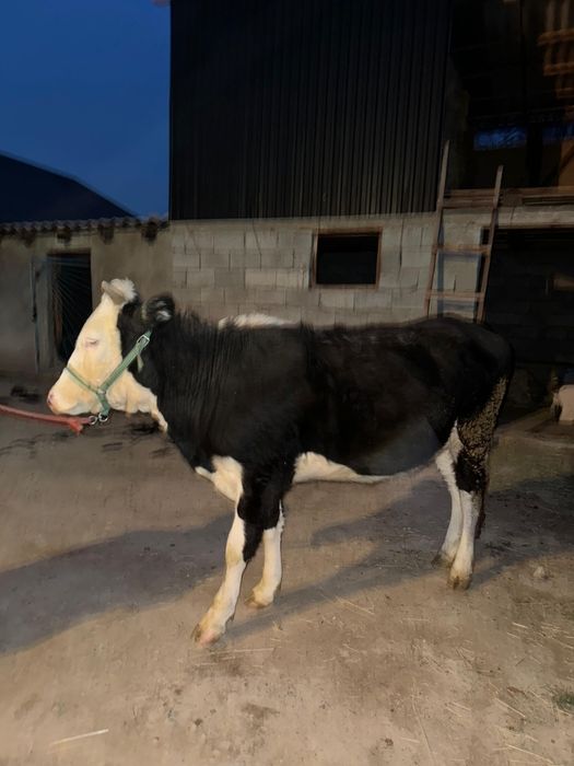 Бордакы бука,сиыр сатылады