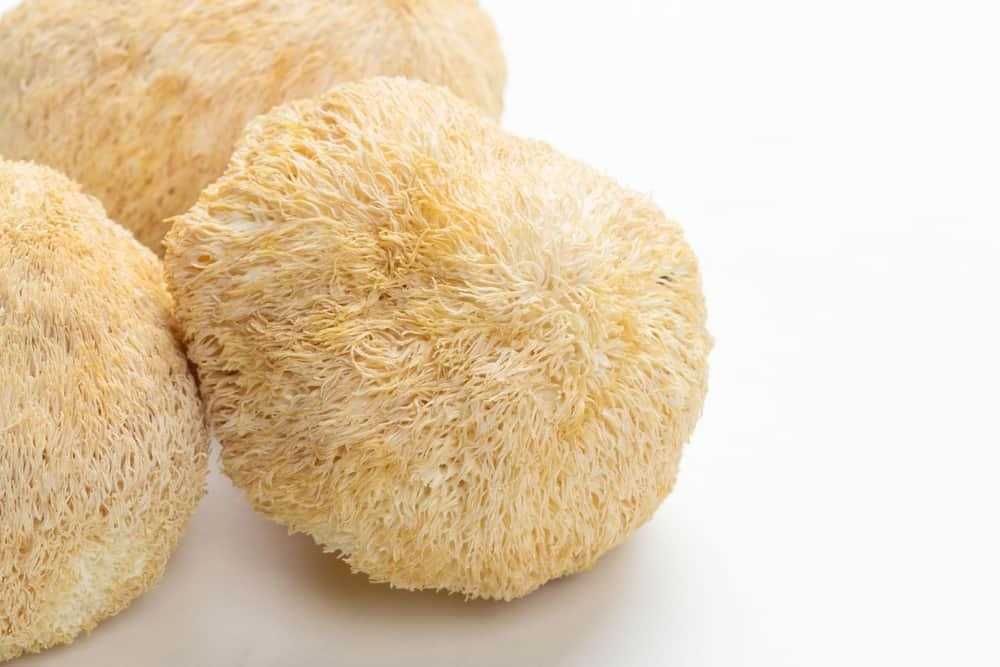 Ежовик Гребенчатый