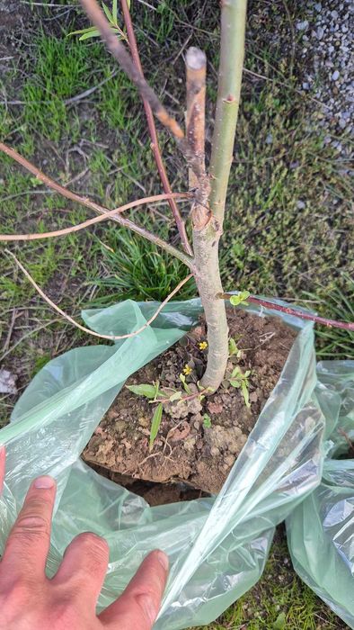 Donez doi pui de salcii, soi romanesc