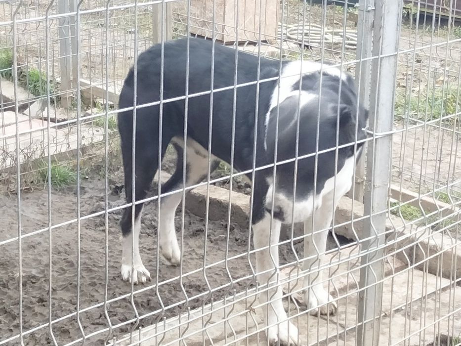 Donez căței metis Ciobanesc