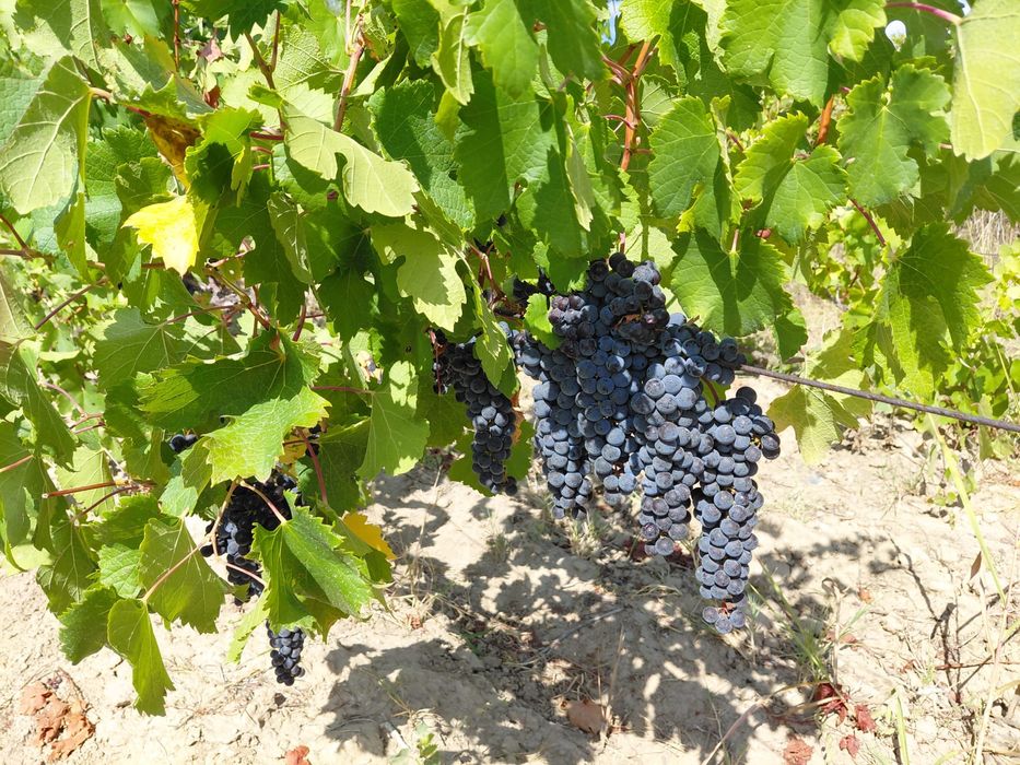 Vand struguri de vin soi Cabernet si Merlot