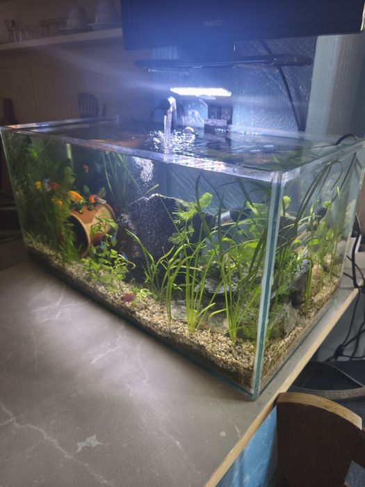 Acvariu complet 60 lirtri