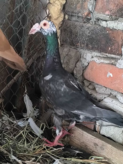 Porumbei Carieri