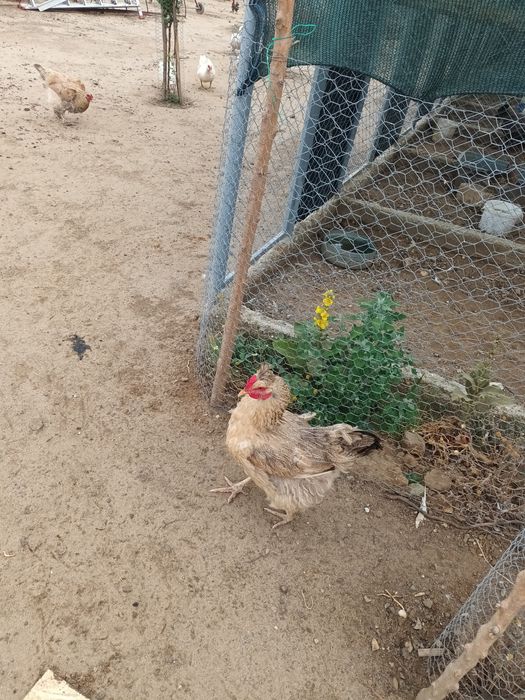 Găini, rațe mute, gâște leșești.