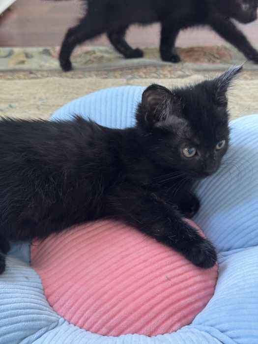 Котят в добрые руки раздаем