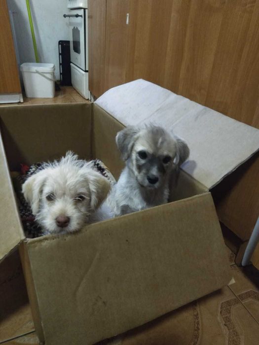 Două cățelușe de talie mică aprox 4 luni