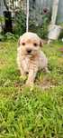 Vând femela Maltipoo
