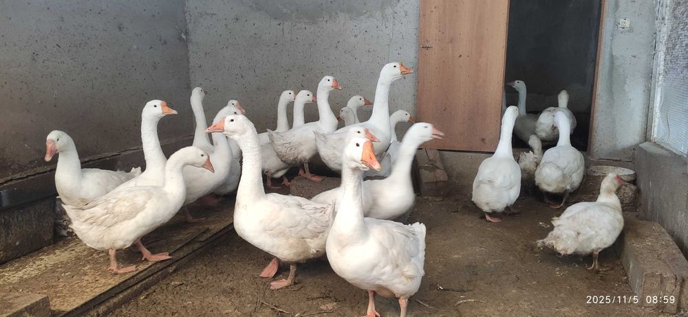 Гуси порода Линда
