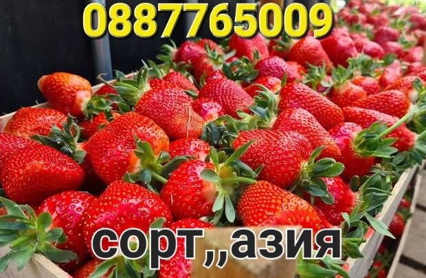 Продавам елитен расад ягоди и малини