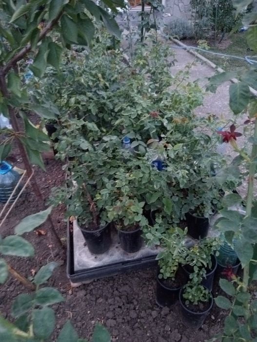 Butași de trandafiri de dulceață la ghiveci