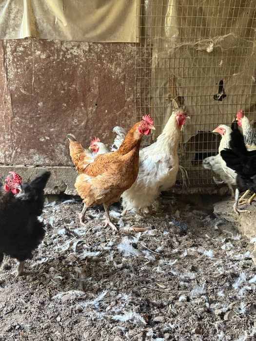 Продаются куры  оптом