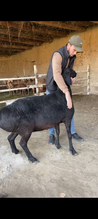 Арашан бугоз куй сотилади