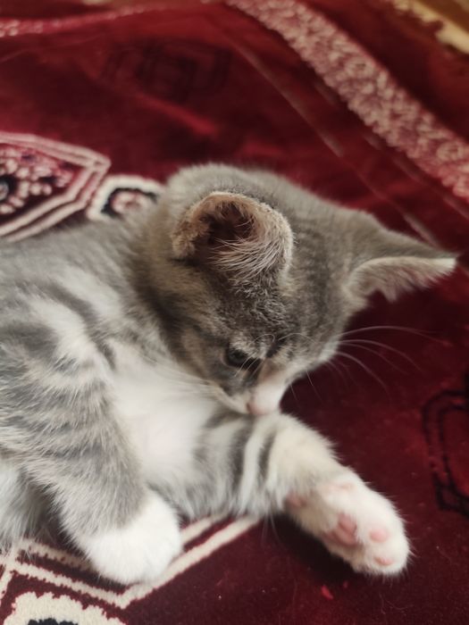 Mushuk hadyaga beriladi.