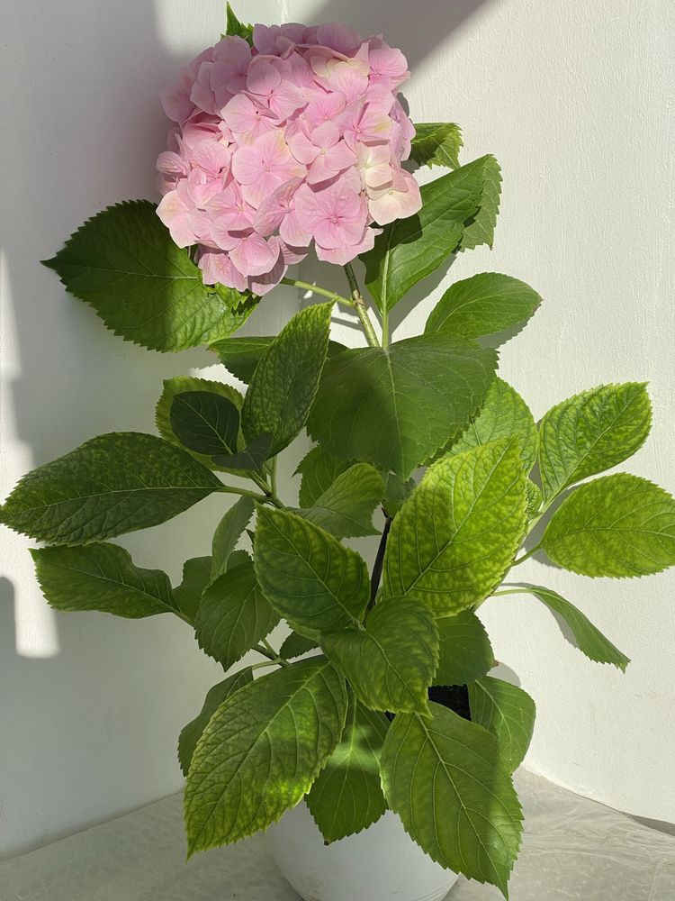 Hortensie -Hydrangea cu flori roz