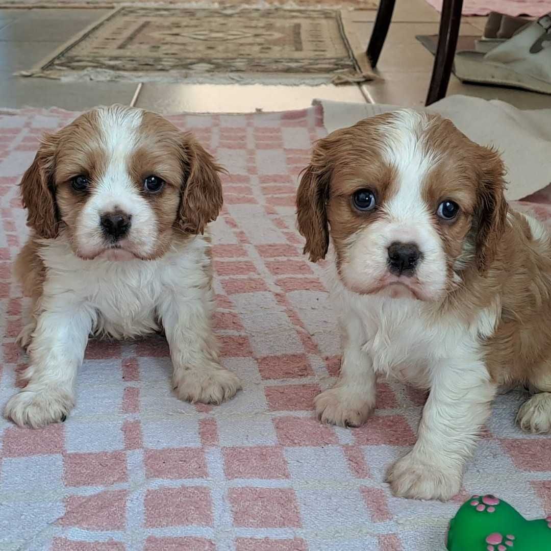 Pui Cavalier King Charles Spaniel