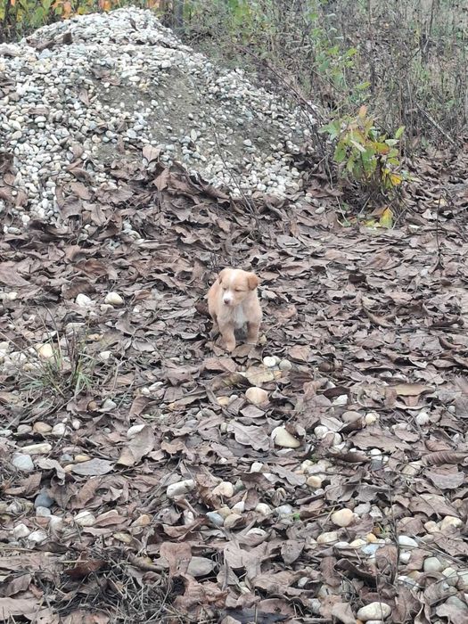 Catelusi pentru adoptie