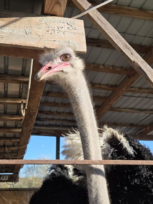 1 familie struti reproducatoare