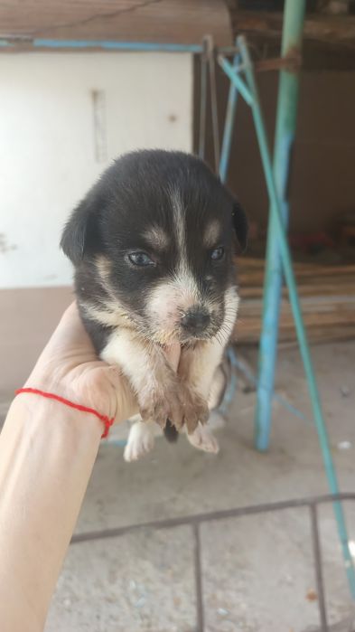 Отдам щенят девочку одна осталась