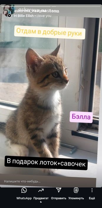 Отдам в добрые руки котят