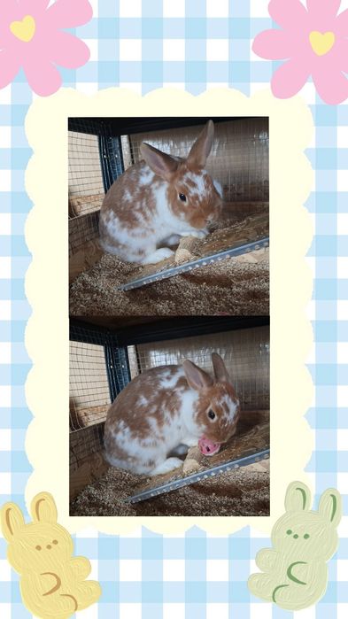 Iepuri pitici de companie