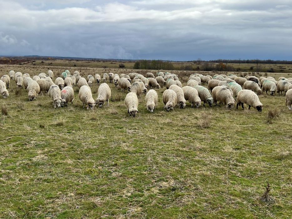 Vând oi tinere sau schimb cu vaci