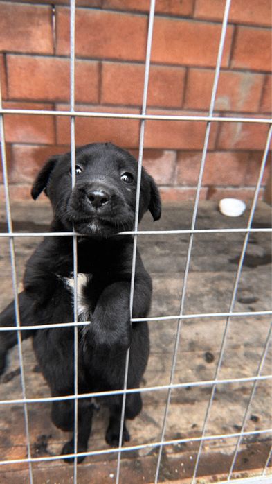 щенок лабрадор ретривер