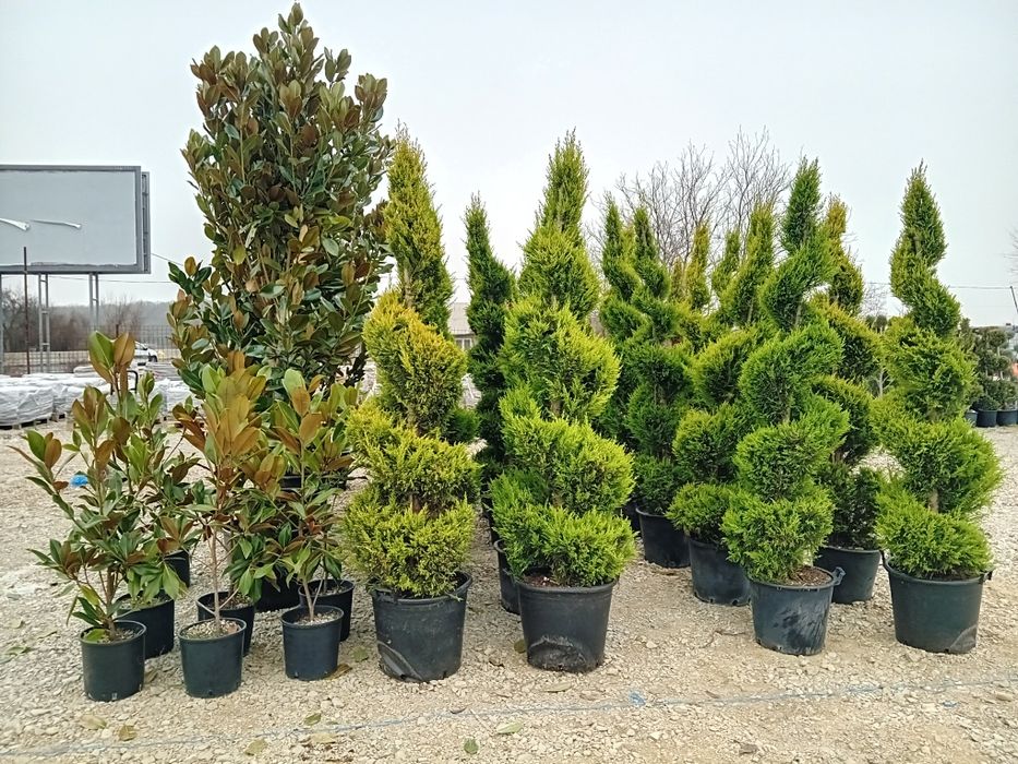 Photinia Red Robin tuia