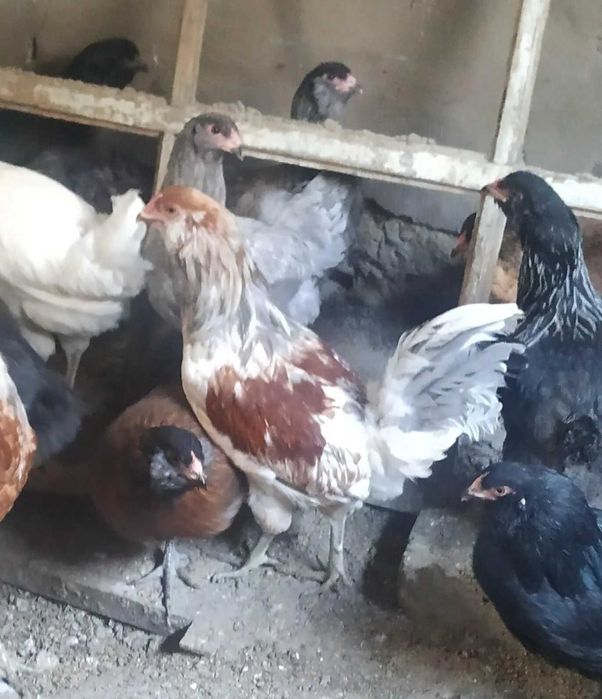 Петухи породы амераукан продам.