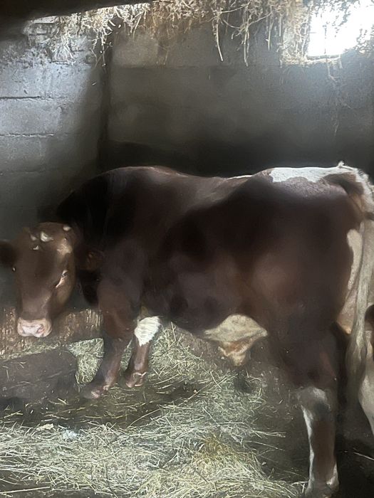 Vaca cu vitel de 7 luni
