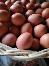 Vindem oua de găină crescute natural!!!