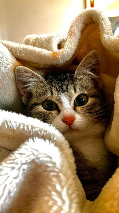Отдам котенка, в добрые руки
