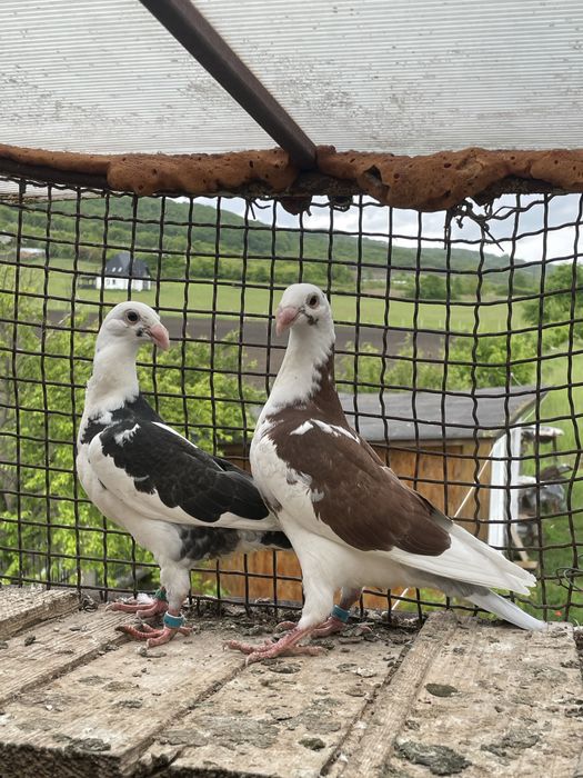 Vand  voiajori germani, pui. (simi)