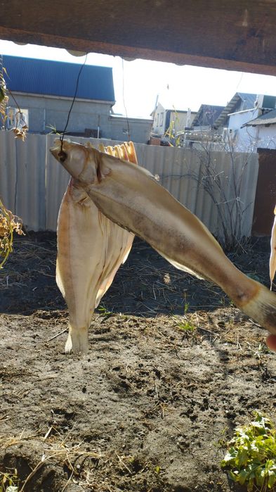 Продам сушенный судак и чехню