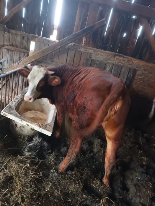 Vand Juninci 1 an și jumătate – 7.500 lei bucata