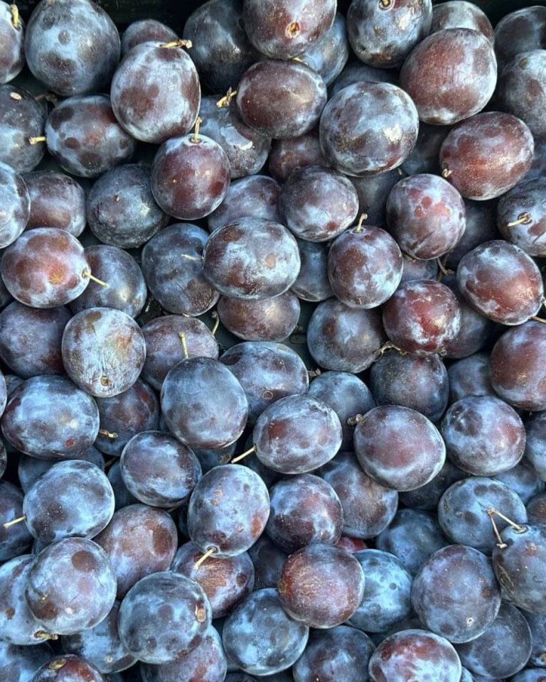 Prune de tuica/palinca