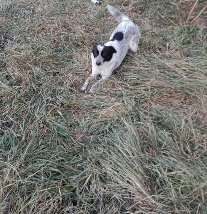 Отдам собаку в хорошие руки , Мама  охотничья папа дворняжка